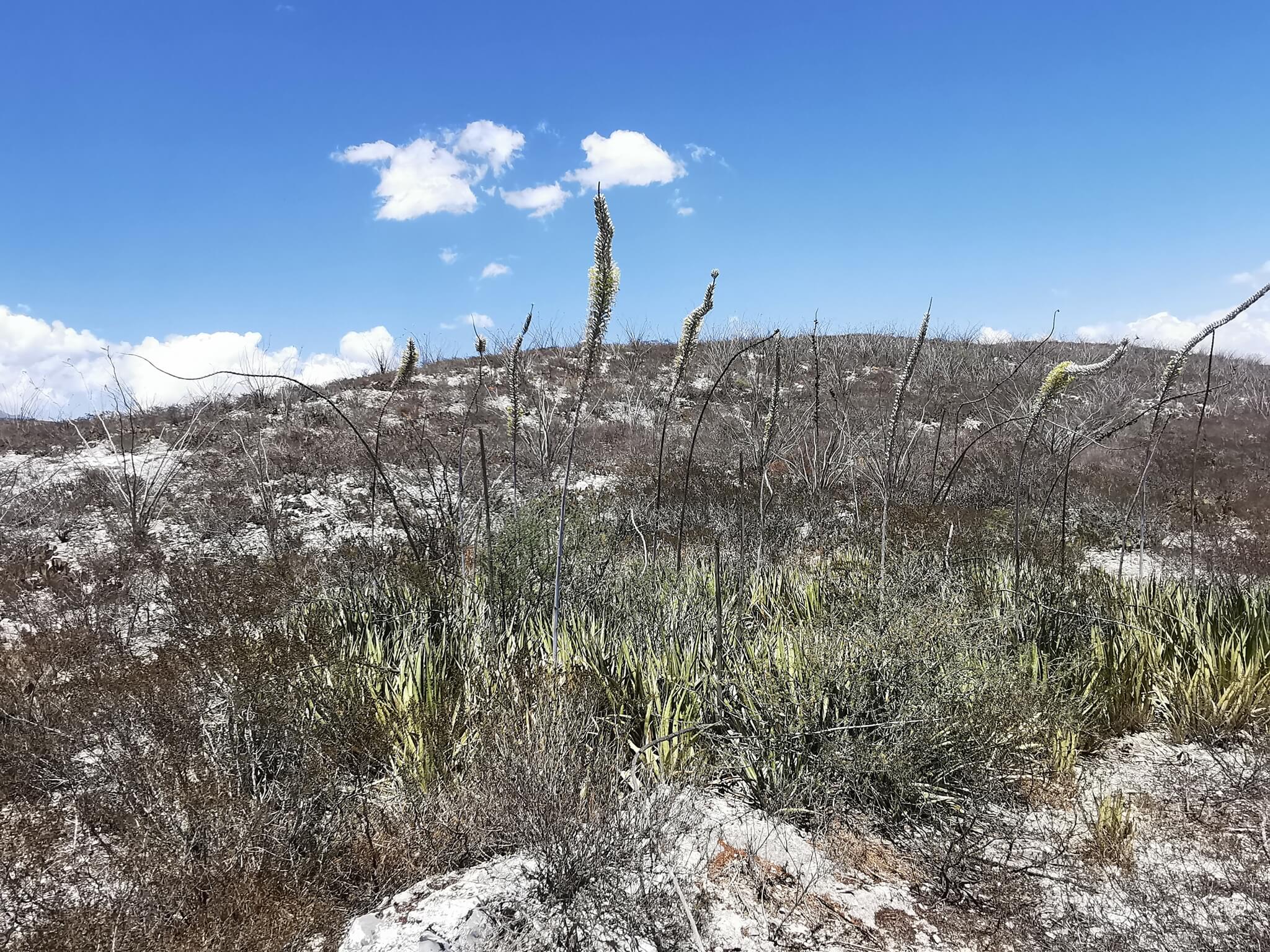 Agave lechuguilla